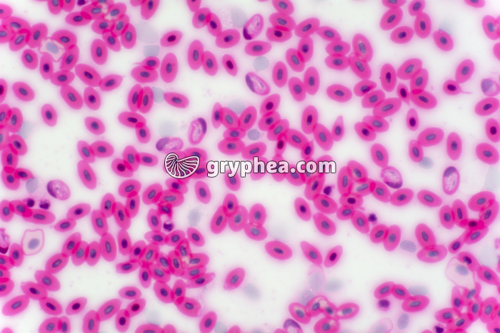 Sang de Batracien frottis x100 - gryphea.com